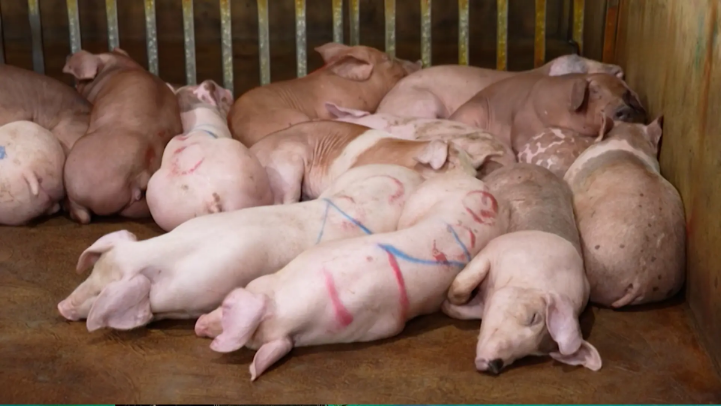 Ngăn chặn lợn bệnh tuồn ra thị trường